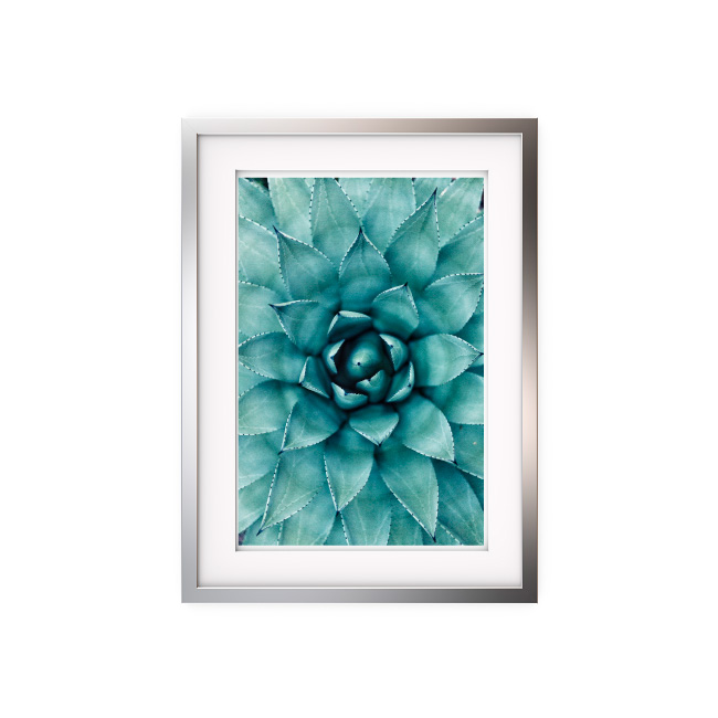emocionarte-cuadros-botanico-planta-cp-01