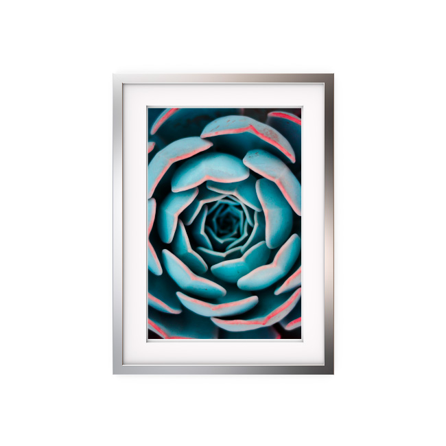 emocionarte-cuadros-botanico-planta-cp-02