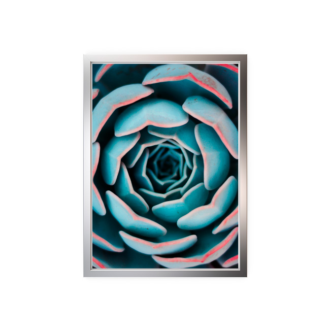 emocionarte-cuadros-botanico-planta-planta-sp-02
