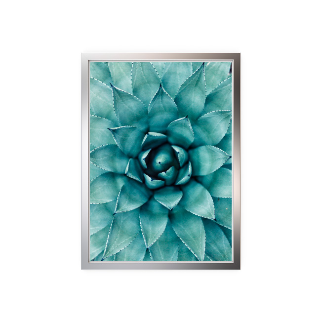 emocionarte-cuadros-botanico-planta-sp-01